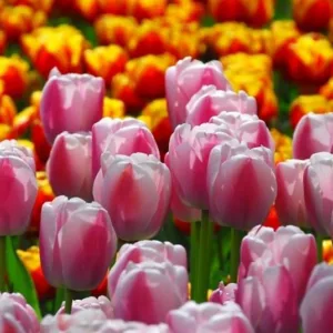 Tulipa Dreaming Maid,Tulip 'Dreaming Maid', Triumph Tulip 'Dreaming Maid', Triumph Tulips, Spring Bulbs, Spring Flowers, Tulipe Dreaming Maid, Pink Tulips, Bicolor Tulips,Tulipes Triomphe, Mid late spring tulips