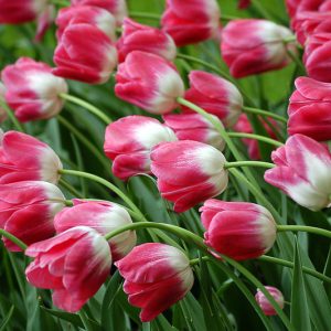Tulipa 'Dreamland', Single Late Tulip 'Dreamland', Single Late Tulips, Spring Bulbs, Spring Flowers, Tulipe Dreamland, Pink Tulip, Single Late Tulip, Spring Bloom