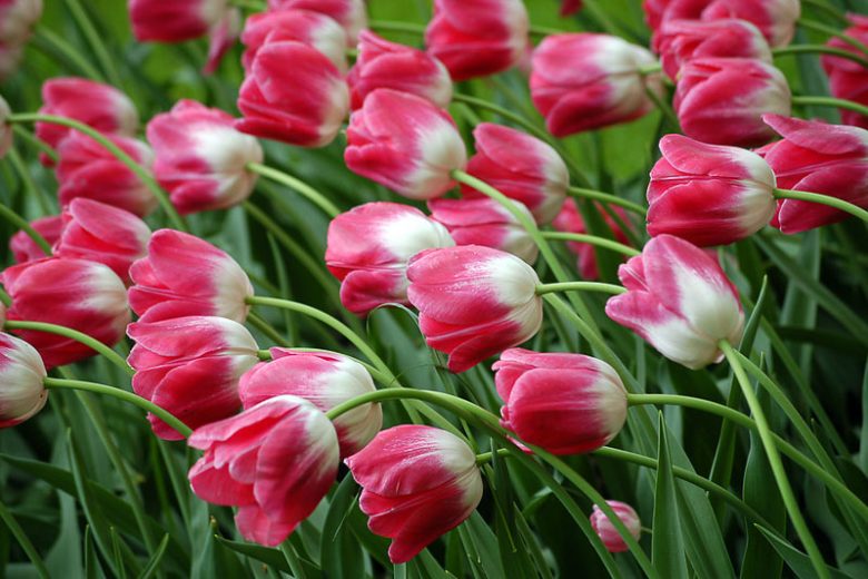 Tulipa 'Dreamland', Single Late Tulip 'Dreamland', Single Late Tulips, Spring Bulbs, Spring Flowers, Tulipe Dreamland, Pink Tulip, Single Late Tulip, Spring Bloom