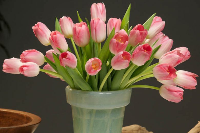 Tulip 'Dynasty', Triumph Tulip 'Dynasty', Triumph Tulips, Spring Bulbs, Spring Flowers, Tulipa 'Dynasty', Pink Tulips, Tulipes Triomphe, Mid spring tulips