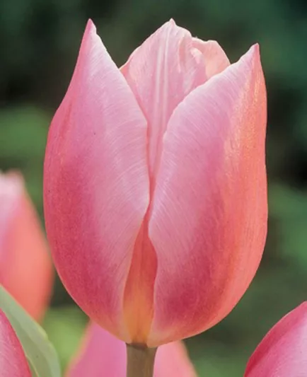 Tulipa Early Glory,Tulip 'Early Glory', Triumph Tulip 'Early Glory', Triumph Tulips, Spring Bulbs, Spring Flowers, Tulipe Early Glory, Pink Tulips, Tulipes Triomphe, Mid spring tulips
