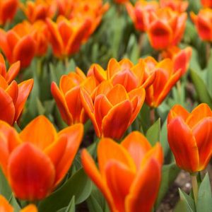 Tulipa Early Harvest,Tulipe Early Harvest, Tulip 'Early Harvest', Kaufmanniana Tulip 'Early Harvest', Waterlily Tulip 'Early Harvest', Kaufmanniana Tulips, Spring Bulbs, Spring Flowers, Orange Tulip
