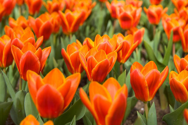 Tulipa Early Harvest,Tulipe Early Harvest, Tulip 'Early Harvest', Kaufmanniana Tulip 'Early Harvest', Waterlily Tulip 'Early Harvest', Kaufmanniana Tulips, Spring Bulbs, Spring Flowers, Orange Tulip