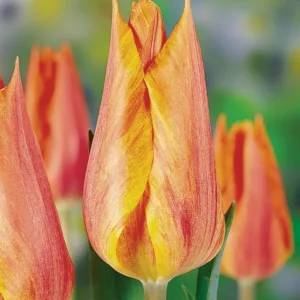 Tulipa 'El Nino' , Tulip 'El Nino', Single Late Tulip 'El Nino', Single Late Tulips, Spring Bulbs, Spring Flowers, Pink Tulip, Orange Tulip, Single Late Tulip, French Tulip