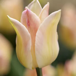 Tulipa Elegant Lady, Tulip 'Elegant Lady', Lily-Flowered Tulip 'Elegant Lady', Lily-Flowering Tulip 'Elegant Lady', Lily-Flowered Tulips, Spring Bulbs, Spring Flowers, Tulipe Elegant Lady,Lily Flowered Tulip, yellow tulip, cream tulip