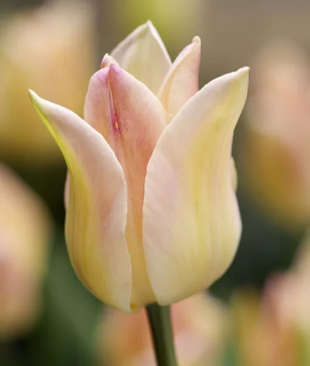 Tulipa Elegant Lady, Tulip 'Elegant Lady', Lily-Flowered Tulip 'Elegant Lady', Lily-Flowering Tulip 'Elegant Lady', Lily-Flowered Tulips, Spring Bulbs, Spring Flowers, Tulipe Elegant Lady,Lily Flowered Tulip, yellow tulip, cream tulip