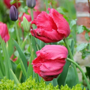 Tulipa 'Erna Lindgreen', Tulip 'Erna Lindgreen', Parrot Tulip 'Erna Lindgreen', Parrot Tulips, Spring Bulbs, Spring Flowers, Tulipe Erna Lindgreen,Parrot tulip, Red Tulip, Tulip Perroquet