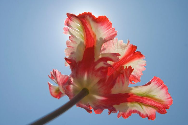 Tulipa 'Estella Rijnveld', Tulip 'Estella Rijnveld', Parrot Tulip 'Estella Rijnveld', Parrot Tulips, Spring Bulbs, Spring Flowers, Tulipe 'Estella Rijnveld', Parrot Tulip, Tulipe Perroquet