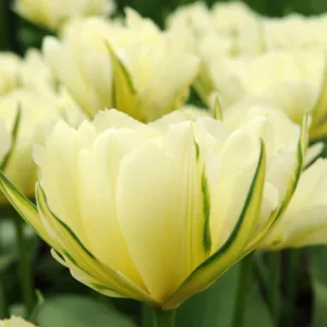 Tulipa Exotic Emperor, Tulip 'Exotic Emperor', Fosteriana Tulip 'Exotic Emperor', Fosteriana Tulips, Spring Bulbs, Spring Flowers, Tulipe Exotic Emperor, White Tulipe, Tulipes Fosteriana