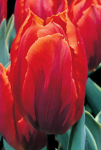 Tulipa 'Fire Queen', Tulip 'Fire Queen', Single Early Tulip 'Fire Queen', Single Early Tulips, Spring Bulbs, Spring Flowers, Orange Tulips,  Tulipes Simples Hatives, Mid spring tulips