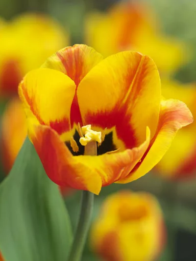 Tulipa 'Flair', Tulip 'Flair', Single Early Tulip Flair', Single Early Tulips, Spring Bulbs, Spring Flowers, Yellow Tulip, Bicolor Tulip