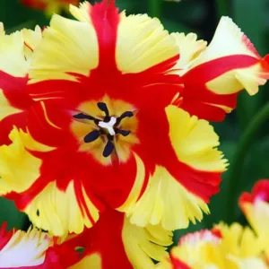 Tulipa 'Flaming Parrot', Tulip 'Flaming Parrot', Parrot Tulip 'Flaming Parrot', Parrot Tulips, Spring Bulbs, Spring Flowers, Tulipe 'Flaming Parrot', Bicolor Parrot Tulips, Late blooming Tulip, Late Season Tulip