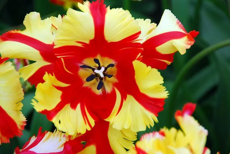 Tulipa 'Flaming Parrot', Tulip 'Flaming Parrot', Parrot Tulip 'Flaming Parrot', Parrot Tulips, Spring Bulbs, Spring Flowers, Tulipe 'Flaming Parrot', Bicolor Parrot Tulips, Late blooming Tulip, Late Season Tulip