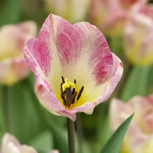Tulipa Flaming Purissima,Tulip 'Flaming Purissima', Fosteriana Tulip 'Flaming Purissima', Fosteriana Tulips, Spring Bulbs, Spring Flowers, Tulipe Flaming Purissima, Tulipes Fosteriana, Pink Tulip