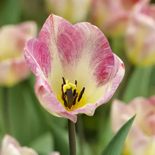 Tulipa Flaming Purissima,Tulip 'Flaming Purissima', Fosteriana Tulip 'Flaming Purissima', Fosteriana Tulips, Spring Bulbs, Spring Flowers, Tulipe Flaming Purissima, Tulipes Fosteriana, Pink Tulip