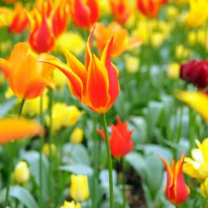 Tulipa 'Fly away, Tulip 'Fly away', Lily-Flowered Tulip 'Fly away', Lily-Flowered Tulips, Spring Bulbs, Spring Flowers,Tulipe Fly away, Lily Flowered Tulip, Red tulip, bicolor tulip, mid late season tulip, mid late spring tulip