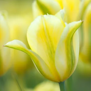 Tulipa 'Formosa', Tulip 'Formosa', Viridiflora Tulip 'Formosa', Viridiflora Tulips, Spring Bulbs, Spring Flowers,Tulipes Viridiflora, Yellow Tulips