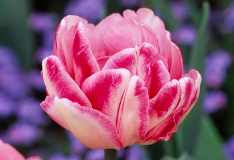 Tulipa 'Foxtrot',Tulip 'Foxtrot', Double Early Tulip 'Foxtrot', Double Early Tulips, Spring Bulbs, Spring Flowers, Tulipes Double Hatives, Pink Tulip