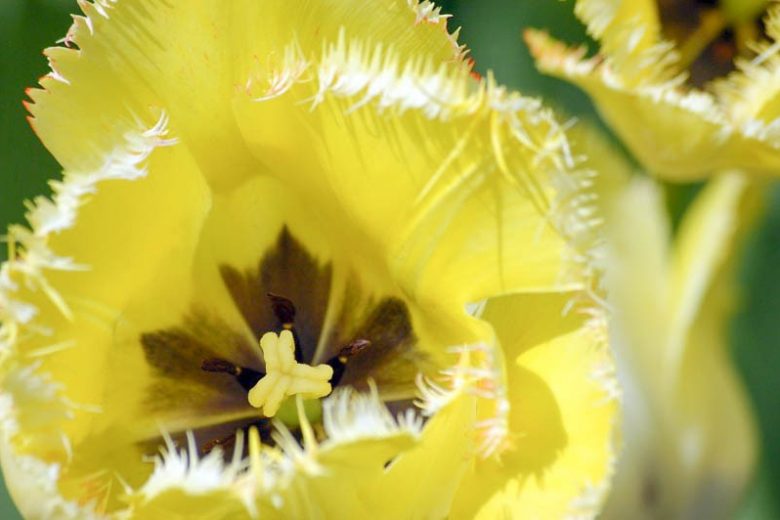 Tulipa 'Fringed Elegance', Tulip 'Fringed Elegance', Fringed Tulip 'Fringed Elegance', Fringed Tulips, Spring Bulbs, Spring Flowers, Yellow Tulips, Tulipes Dentelle, mid spring yellow tulip