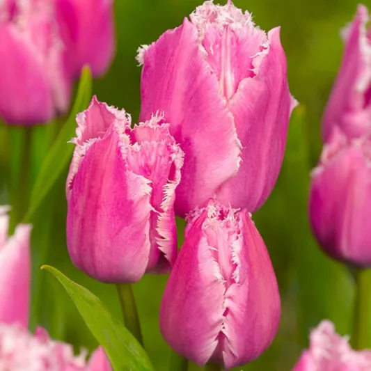 Tulipa 'Fringed Family', Tulip 'Fringed Family', Fringed Tulip 'Fringed Family', Fringed Tulips, Spring Bulbs, Spring Flowers, pink Tulips, Tulipes Dentelle