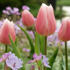 Tulipa Gabriella,Tulip 'Gabriella', Triumph Tulip 'Gabriella', Triumph Tulips, Spring Bulbs, Spring Flowers, Tulipe Gabriella, Pink Tulips, Tulipes Triomphe