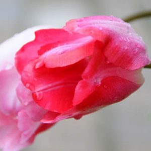 Tulipa 'Gander's Rhapsody',Tulip 'Gander's Rhapsody', Triumph Tulip 'Gander's Rhapsody', Triumph Tulips, Spring Bulbs, Spring Flowers, Pink Tulip, Bicolor Tulip