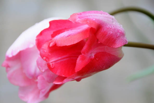 Tulipa 'Gander's Rhapsody',Tulip 'Gander's Rhapsody', Triumph Tulip 'Gander's Rhapsody', Triumph Tulips, Spring Bulbs, Spring Flowers, Pink Tulip, Bicolor Tulip