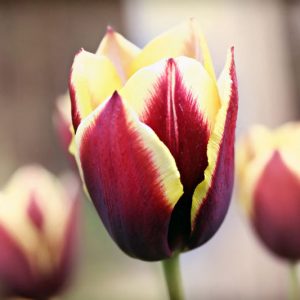Tulipa Gavota,Tulip 'Gavota', Triumph Tulip 'Gavota', Triumph Tulips, Spring Bulbs, Spring Flowers, Tulipe White Gavota, Bicolor Tulips, Tulipes Triomphe, Mid spring tulips