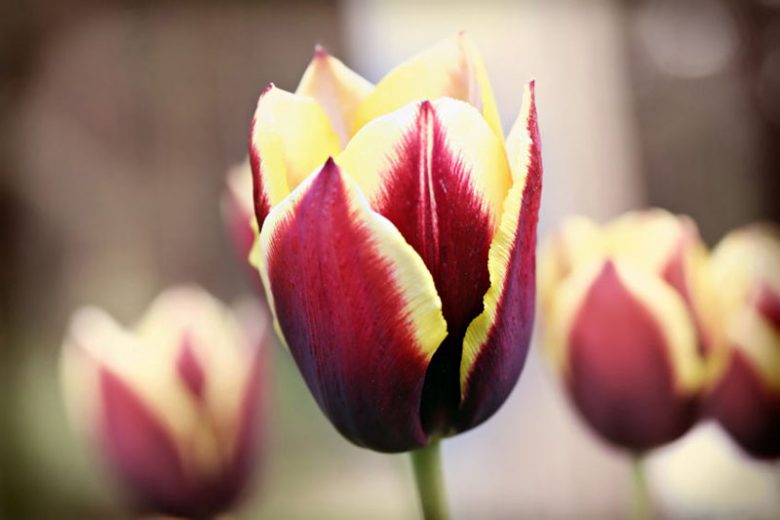 Tulipa Gavota,Tulip 'Gavota', Triumph Tulip 'Gavota', Triumph Tulips, Spring Bulbs, Spring Flowers, Tulipe White Gavota, Bicolor Tulips, Tulipes Triomphe, Mid spring tulips