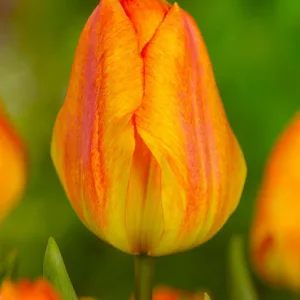 Tulipa 'Generaal De Wet', Tulipa 'General De Wet', Tulip 'Generaal De Wet', Single Early Tulip 'Generaal De Wet', Tulip 'General De Wet', Single Early Tulip 'General De Wet',Single Early Tulips, Spring Bulbs, Spring Flowers, Orange Tulip, Apricot Tulip