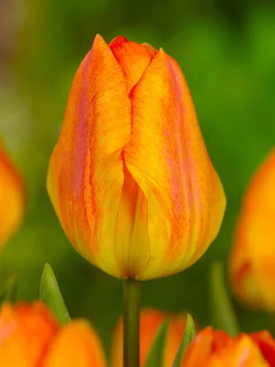 Tulipa 'Generaal De Wet', Tulipa 'General De Wet', Tulip 'Generaal De Wet', Single Early Tulip 'Generaal De Wet', Tulip 'General De Wet', Single Early Tulip 'General De Wet',Single Early Tulips, Spring Bulbs, Spring Flowers, Orange Tulip, Apricot Tulip