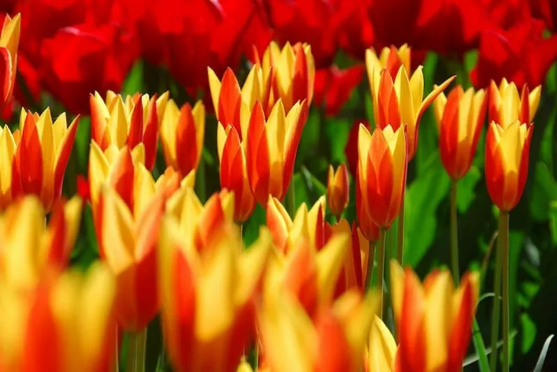 Tulipa Giuseppe Verdi,Tulip 'Giuseppe Verdi', Kaufmanniana Tulip 'Giuseppe Verdi', Waterlily Tulip 'Giuseppe Verdi', Kaufmanniana Tulips, Spring Bulbs, Spring Flowers, Bicolor tulip, Red tulip, Yellow tulip