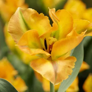Tulipa 'Golden Artist',Tulip 'Golden Artist', Viridiflora Tulip 'Golden Artist', Viridiflora Tulips, Spring Bulbs, Spring Flowers,Tulipes Viridiflora, Yellow Tulips
