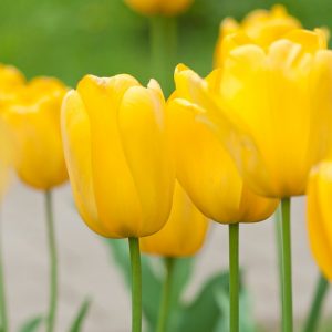 Tulipa 'Golden Parade',Tulip 'Golden Parade', Darwin Hybrid Tulip 'Parade', Darwin Hybrid Tulips, Spring Bulbs, Spring Flowers, Yellow Tulip