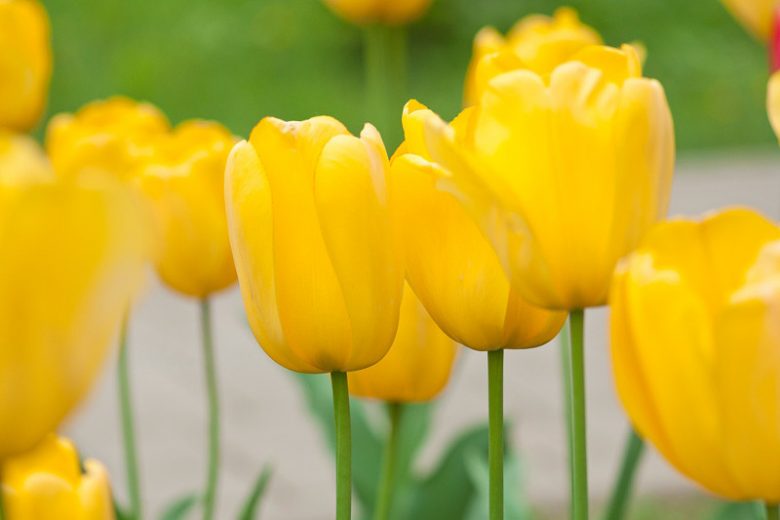 Tulipa 'Golden Parade',Tulip 'Golden Parade', Darwin Hybrid Tulip 'Parade', Darwin Hybrid Tulips, Spring Bulbs, Spring Flowers, Yellow Tulip