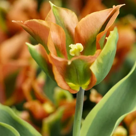 Tulipa 'Green River', Tulip 'Green River', Viridiflora Tulip 'Green River', Viridiflora Tulips, Spring Bulbs, Spring Flowers, Orange tulips, late spring tulip, late season tulip