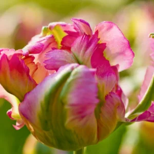 Tulipa 'Green Wave', Tulip 'Green Wave', Parrot Tulip 'Green Wave', Parrot Tulips, Spring Bulbs, Spring Flowers, Tulipe Green Wave, Parrot Tulip, Pink Tulip, Bicolor Tulip, Tulipe perroquet