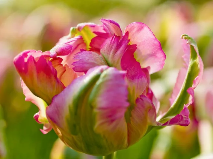 Tulipa 'Green Wave', Tulip 'Green Wave', Parrot Tulip 'Green Wave', Parrot Tulips, Spring Bulbs, Spring Flowers, Tulipe Green Wave, Parrot Tulip, Pink Tulip, Bicolor Tulip, Tulipe perroquet