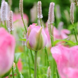 Tulipa 'Groenland', Tulip 'Groenland', Tulip 'Greenland', Viridiflora 'Groenland', Tulipa 'Greenland', Viridiflora Tulips, Spring Bulbs, Spring Flowers, Pink tulips