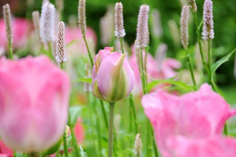 Tulipa 'Groenland', Tulip 'Groenland', Tulip 'Greenland', Viridiflora 'Groenland', Tulipa 'Greenland', Viridiflora Tulips, Spring Bulbs, Spring Flowers, Pink tulips