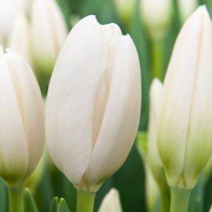 Tulipa Hakuun, Tulip 'Hakuun', Darwin Hybrid Tulip 'Hakuun', Darwin Hybrid Tulips, Spring Bulbs, Spring Flowers, Tulipe Hakuun, Darwin tulip, Tulipe Darwin