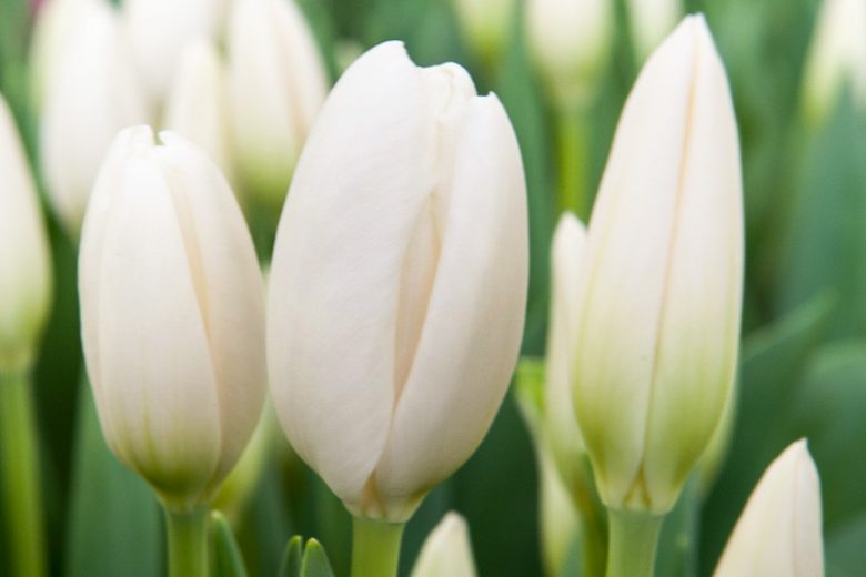 Tulipa Hakuun, Tulip 'Hakuun', Darwin Hybrid Tulip 'Hakuun', Darwin Hybrid Tulips, Spring Bulbs, Spring Flowers, Tulipe Hakuun, Darwin tulip, Tulipe Darwin