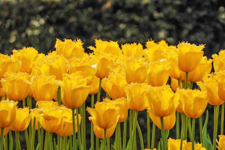 Tulipa Hamilton, Tulip 'Hamilton', Fringed Tulip 'Hamilton', Fringed Tulips, Spring Bulbs, Spring Flowers, Tulipe Hamilton,Yellow Tulips, Tulipes Dentelles