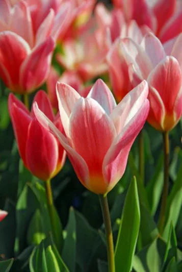 Kaufmanniana Tulip, Tulipa Heart's Delight, Tulip 'Heart's Delight', Kaufmanniana Tulip 'Heart's Delight', Waterlily Tulip 'Heart's Delight', Kaufmanniana Tulips, Spring Bulbs, Spring Flowers, Tulipe Heart's Delight, Pink Tulip, Bicolor Tulip