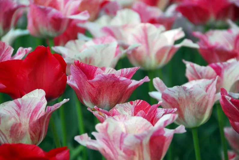 Tulipa 'Hemisphere',Tulip 'Hemisphere', Triumph Tulip 'Hemisphere', Triumph Tulips, Spring Bulbs, Spring Flowers, Pink Tulip, Bicolor Tulip