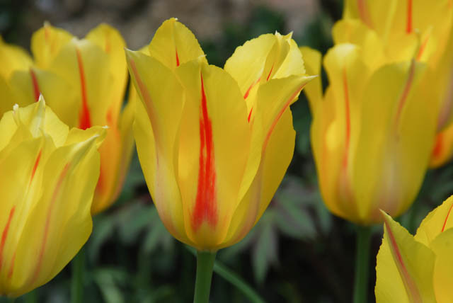 Tulipa 'Hocus Pocus', Tulip 'Hocus Pocus', Single Late Tulip 'Hocus Pocus', Single Late Tulips, Spring Bulbs, Spring Flowers, Tulipe Hocus Pocus, Yellow tulips, Pink tulips, Tulipes Simples Tardives