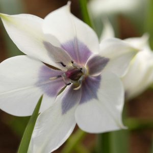 Tulipa Humilis 'Alba Coreulea Oculata' , Tulip 'Alba Coreulea Oculata', Tulipa Violacea Pallida, Tulipa Pulchella Coerulea-Oculata, Tulipa Pulchella albocoerulea oculata, Tulipa Pulchella Pallida, Tulipa Humilis, Botanical Tulip, Tulip Species, Rock Garden