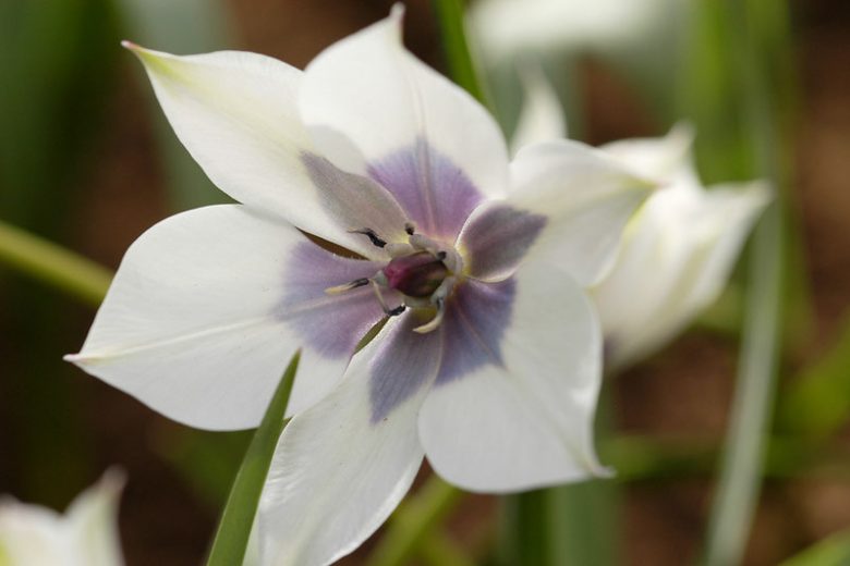 Tulipa Humilis 'Alba Coreulea Oculata' , Tulip 'Alba Coreulea Oculata', Tulipa Violacea Pallida, Tulipa Pulchella Coerulea-Oculata, Tulipa Pulchella albocoerulea oculata, Tulipa Pulchella Pallida, Tulipa Humilis, Botanical Tulip, Tulip Species, Rock Garden