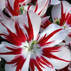 Tulipa 'Ice Follies',Tulip 'Ice Follies', Triumph Tulip 'Ice Follies', Triumph Tulips, Spring Bulbs, Spring Flowers, Red Tulip, Bicolor Tulip, White Tulip