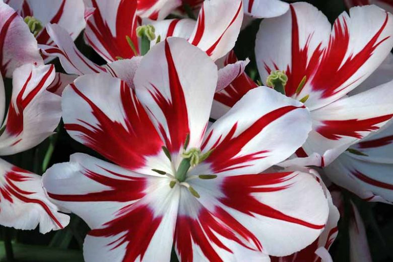 Tulipa 'Ice Follies',Tulip 'Ice Follies', Triumph Tulip 'Ice Follies', Triumph Tulips, Spring Bulbs, Spring Flowers, Red Tulip, Bicolor Tulip, White Tulip